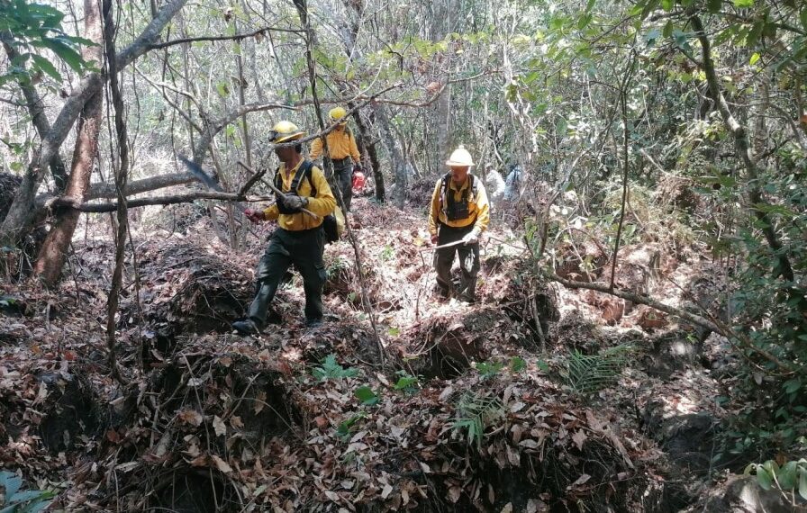 Se reduce cifra de incendios forestales y de superficie dañada