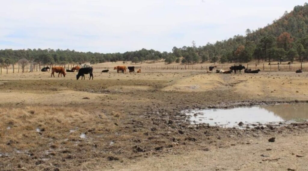 El 70% de los bordos de abrevadero están secos: UGRD