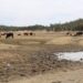 El 70% de los bordos de abrevadero están secos: UGRD