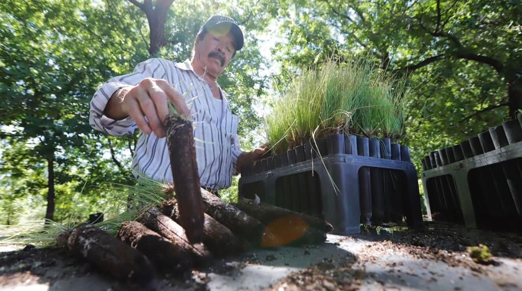 Continúa Gobierno de Esteban “Reforestando Durango”; lleva 200 mil ejemplares a 28 ejidos más
