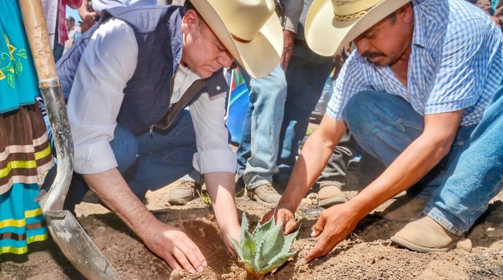 Fortalece Gobierno de Esteban producción de mezcal con entrega de 120 mil plantas de agave