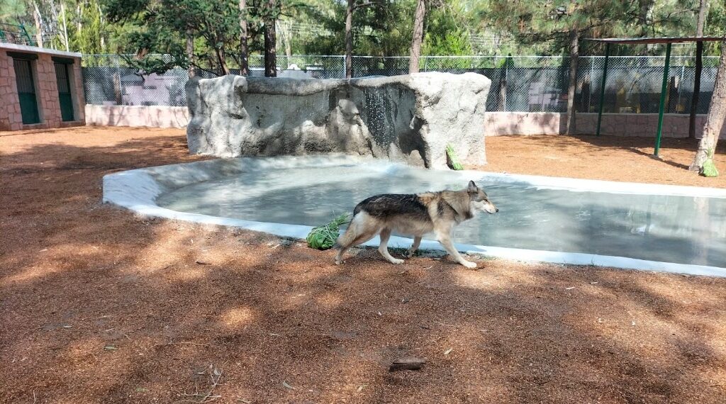 Con Tono Ochoa, el Sahuatoba se perfila como santuario del lobo mexicano en Durango