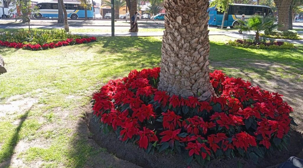 Con nochebuenas en nuestra casa, crece el espíritu navideño: Toño Ochoa