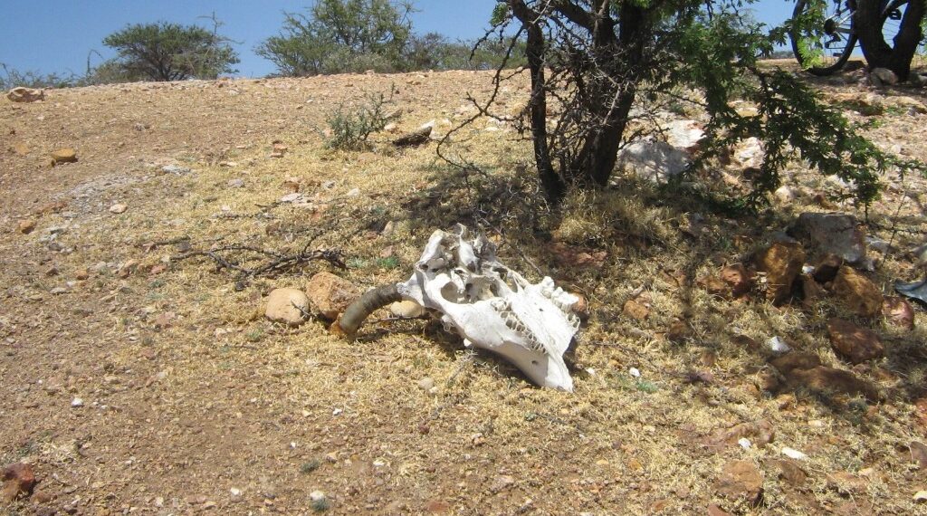 No se han incrementado cifra de muerte de ganado; confían en salir de crisis por la sequía