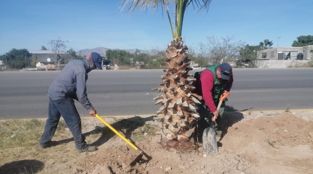 Ayuntamiento reforesta el bulevar Ejército Mexicano