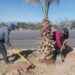 Ayuntamiento reforesta el bulevar Ejército Mexicano