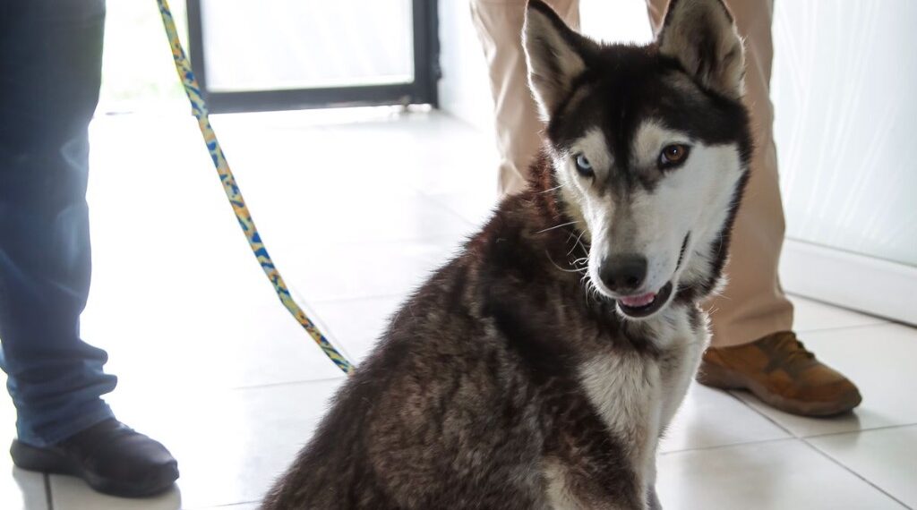 Rescatan y atienden perrita en Hospital Veterinario; la adopta Toño Morales.