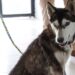 Rescatan y atienden perrita en Hospital Veterinario; la adopta Toño Morales.