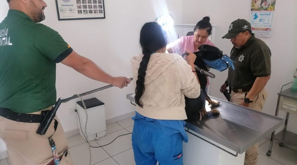 Comprometidos por el bienestar animal: Gobierno Municipal de Durango