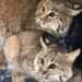 Trabaja el Gobierno Municipal en el rescate y preservación de la vida silvestre de Durango