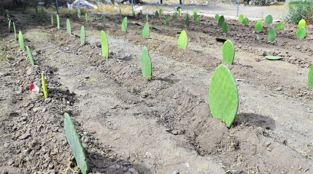 Activa la economía verde en Durango