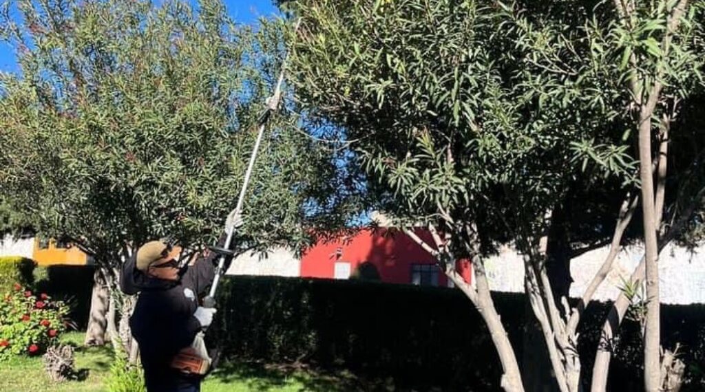 Ofrecen árboles para las familias que deseen plantar en sus domicilios