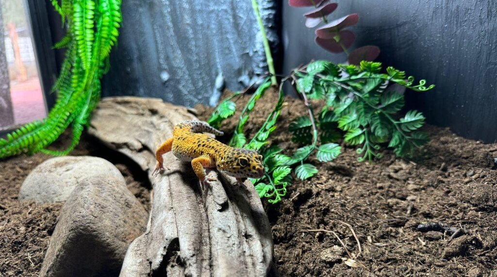 ¡Te espera un mundo de reptiles y anfibios en el Zoológico Sahuatoba!