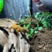 ¡Te espera un mundo de reptiles y anfibios en el Zoológico Sahuatoba!