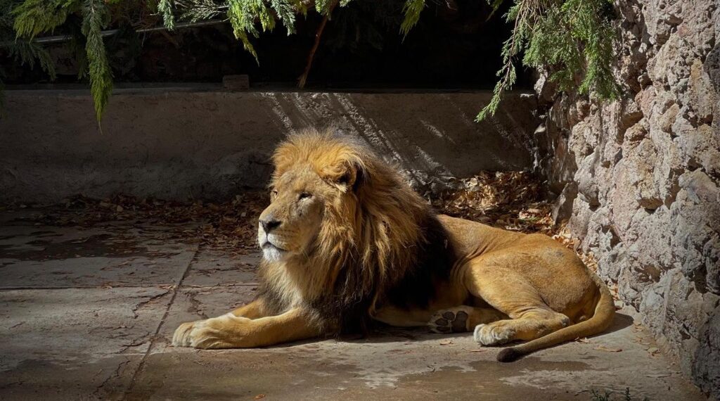 Alistan festejos por aniversario del Zoológico, con un León como ejemplar más longevo