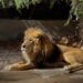 Alistan festejos por aniversario del Zoológico, con un León como ejemplar más longevo