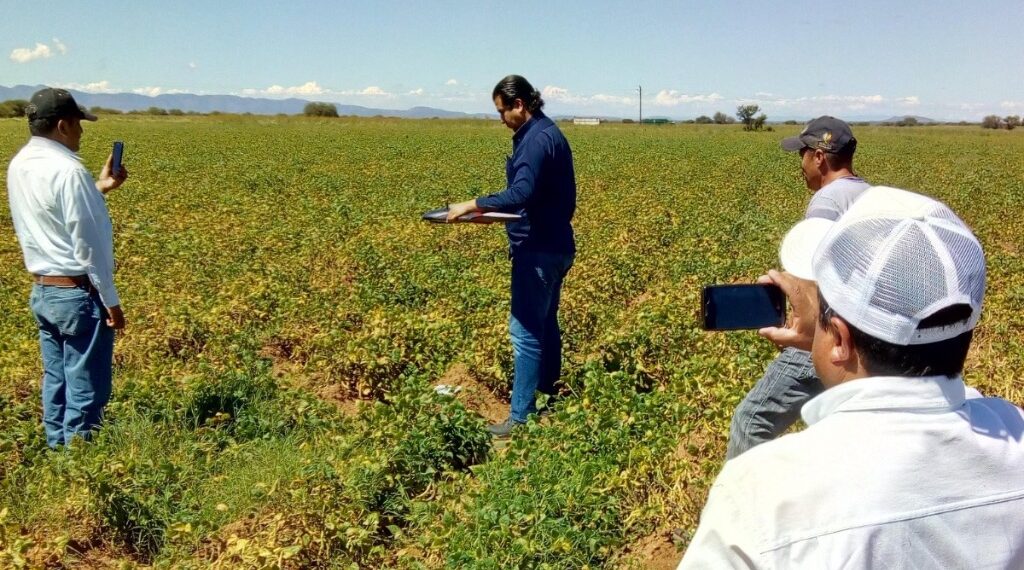 Plaga de chapulín arrasa con casi 5 mil hectáreas de frijol; apenas planearán estrategia