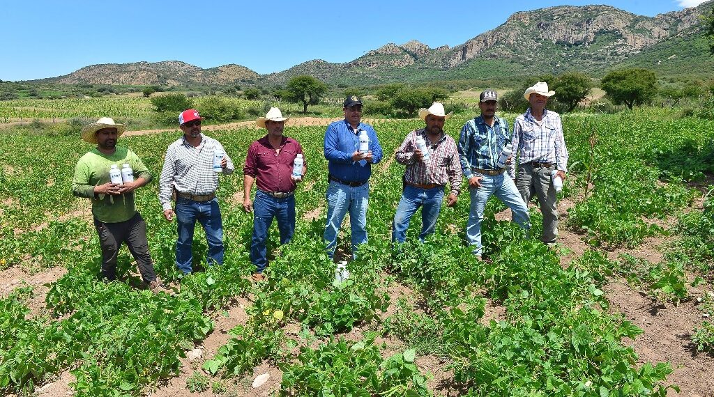 Ante plaga de chapulín en el campo, apoya Gobierno del Estado a productores con insecticida para proteger cosechas