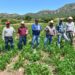 Ante plaga de chapulín en el campo, apoya Gobierno del Estado a productores con insecticida para proteger cosechas