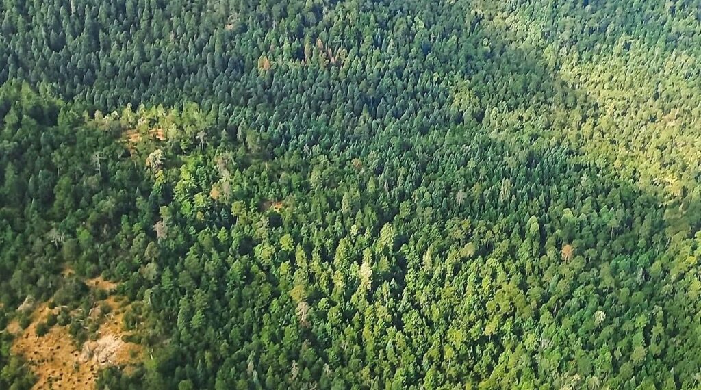 Temen afectación en 300 hectáreas de bosque por plaga de gusano descortezador