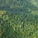 Temen afectación en 300 hectáreas de bosque por plaga de gusano descortezador