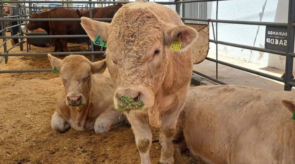 Piden intervención de organismos internacionales para atender problema de exportación de ganado