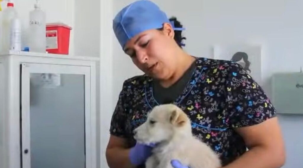 En enero se incrementan ingresos al Centro de Atención Animal, por mascotas regaladas en Navidad que quedan abandonadas