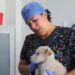 En enero se incrementan ingresos al Centro de Atención Animal, por mascotas regaladas en Navidad que quedan abandonadas
