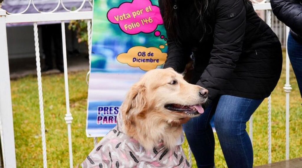 Se une la gran familia y vota por el respeto animal en Durango: Toño Ochoa