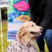 Se une la gran familia y vota por el respeto animal en Durango: Toño Ochoa