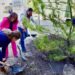 Impulsa Durango un futuro más verde con microbosques y reforestación