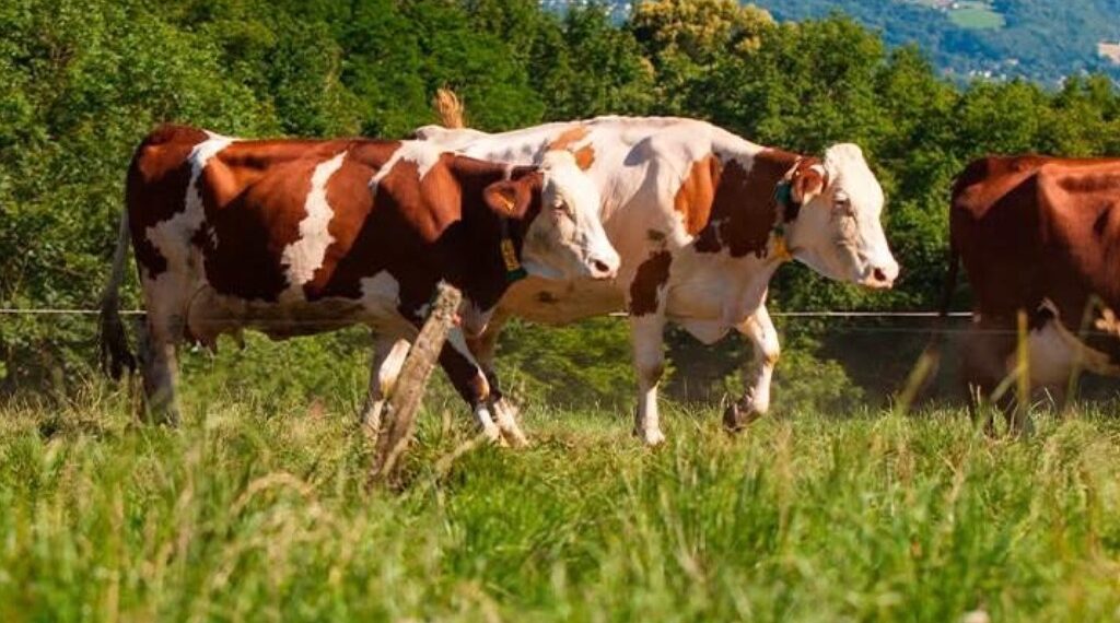 Casi nada, la exportación lograda por ganaderos duranguenses en frontera de Chihuahua: UGRD