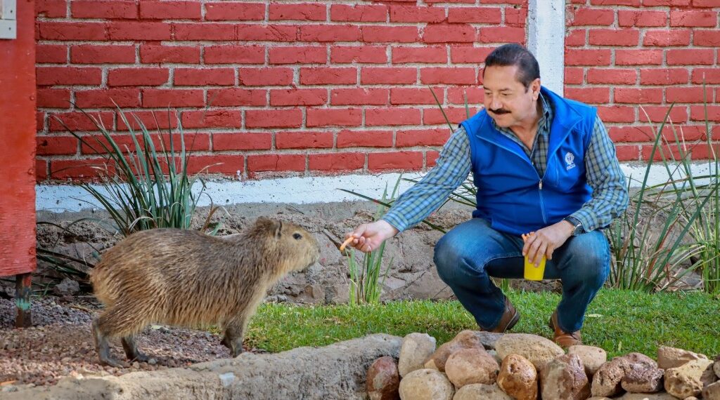 Gobierno Municipal celebra el Día de la Niñez en el zoológico con casa nueva para los capibaras