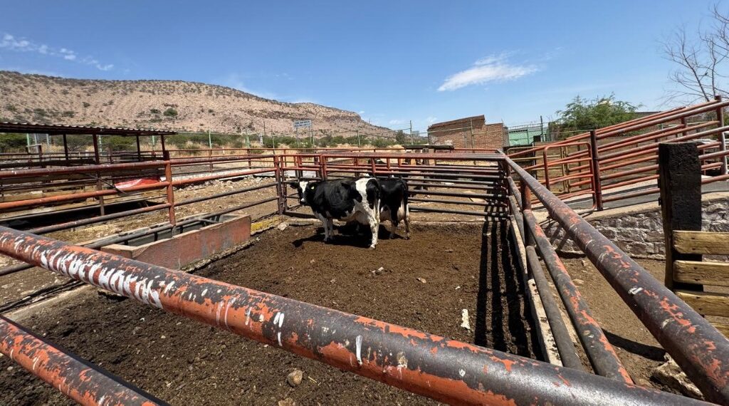 Muerte de ganado aún no es significativa; pero presenta condiciones críticas por la sequía