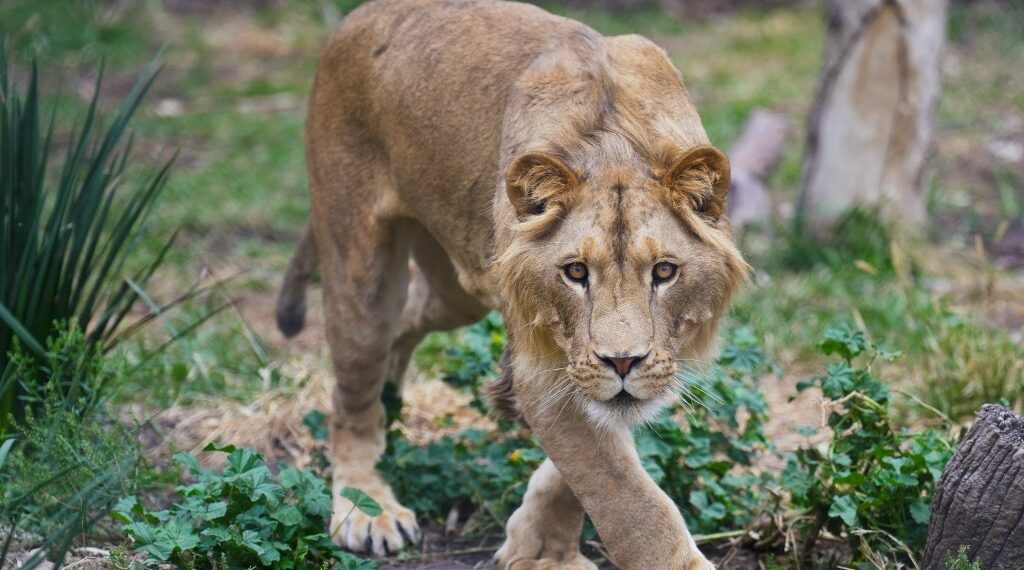 Zoológico Sahuatoba se mantendrá abierto durante festivos navideños, para esparcimiento familiar