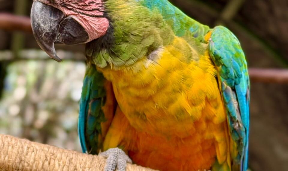Protege el Sahuatoba a sus huéspedes del frío con cuidados especiales