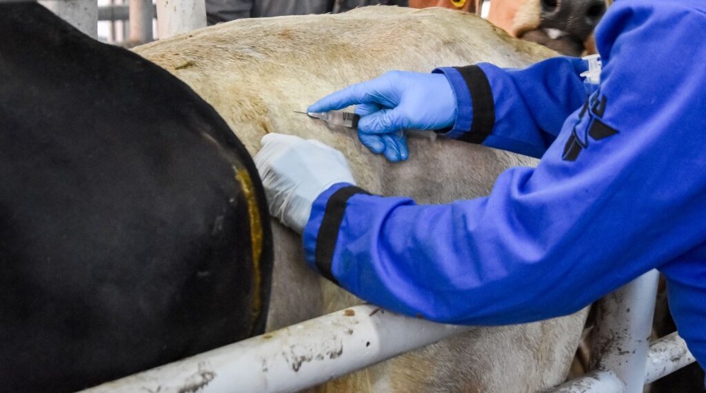 Detectan casos endémicos de gusano barrenador; se complica el escenario para el sector ganadero