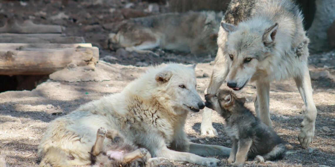 El lobo, símbolo de identidad y fortaleza que marca el rumbo de Durango