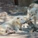 El lobo, símbolo de identidad y fortaleza que marca el rumbo de Durango
