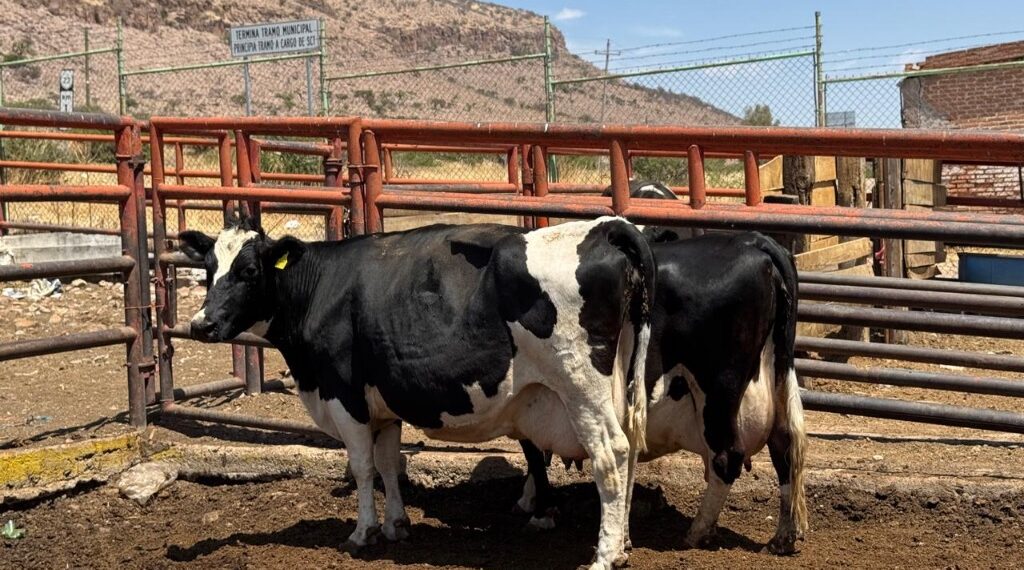 Carne de res proveniente de Brasil acaparó el mercado local