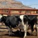 Carne de res proveniente de Brasil acaparó el mercado local