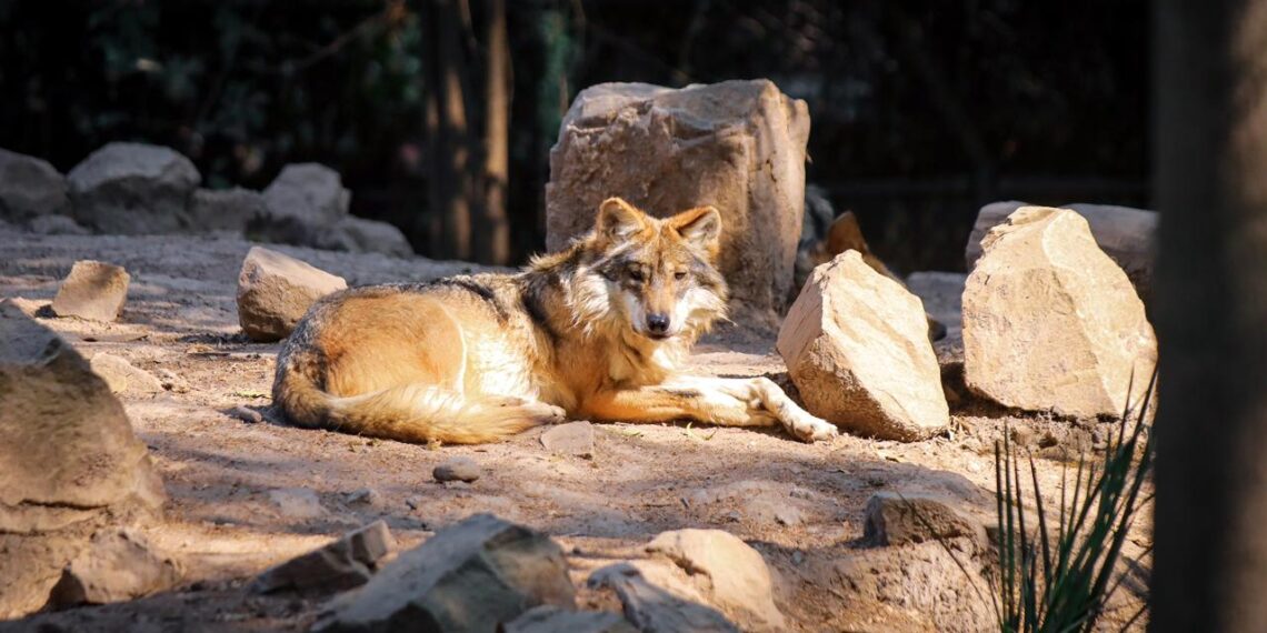 El lobo mexicano está en su casa: SEMARNAT reconoce a Durango como aliado clave en su conservación