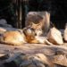 El lobo mexicano está en su casa: SEMARNAT reconoce a Durango como aliado clave en su conservación
