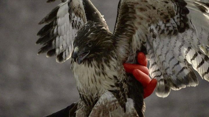 Liberan águila y gavilán rehabilitados; regresan a su hábitat en Gómez Palacio
