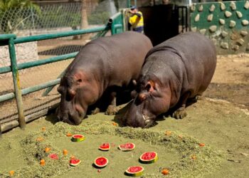 Celebra el amor en familia en el Zoológico Sahuatoba