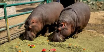 Celebra el amor en familia en el Zoológico Sahuatoba