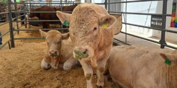 Sector ganadero también teme impacto por aumento en costo del combustible