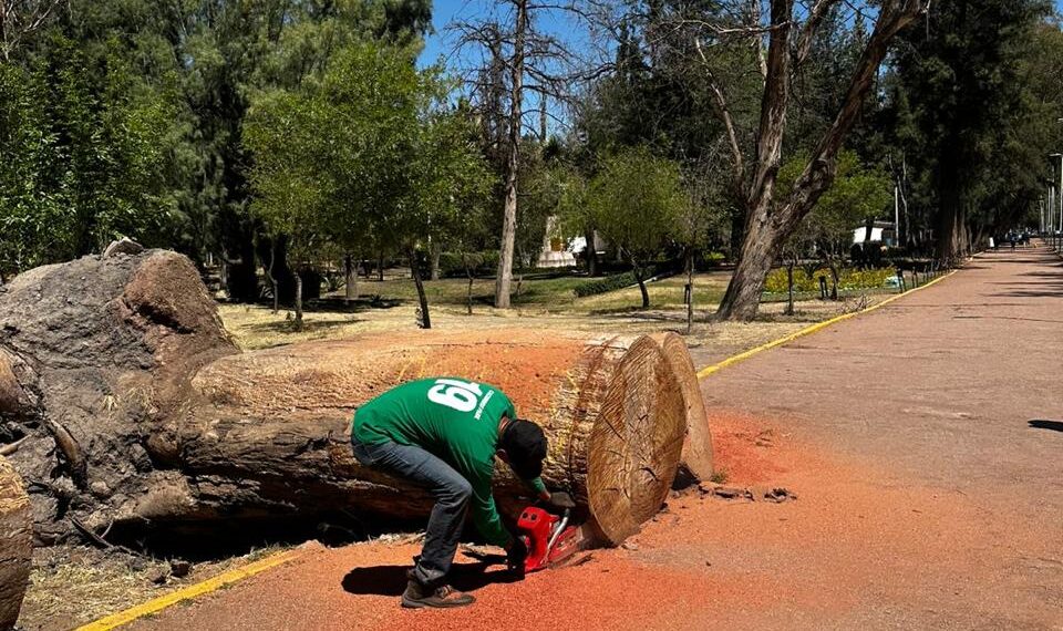 Adelantan poda de árboles para prevenir incidentes; piden apoyo de la ciudadanía