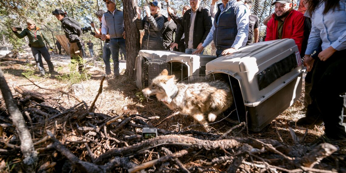 El lobo mexicano regresa a casa, a los bosques de Durango; Gobierno del Estado e instituciones binacionales lo hacen posible