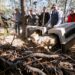 El lobo mexicano regresa a casa, a los bosques de Durango; Gobierno del Estado e instituciones binacionales lo hacen posible